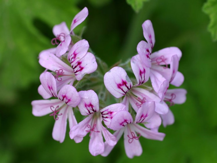 Malva rosa (Pelargonium Cultivo y cuidados Flores - de Planta