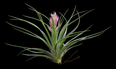 stricta0