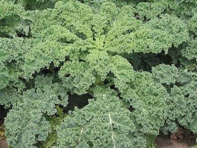 kale1