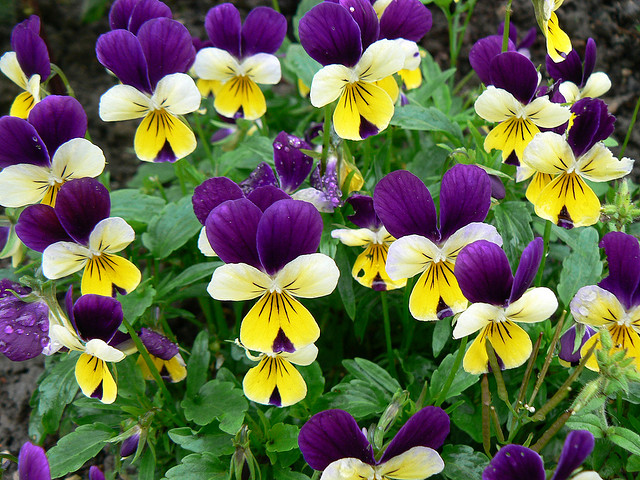 viola-cornuda