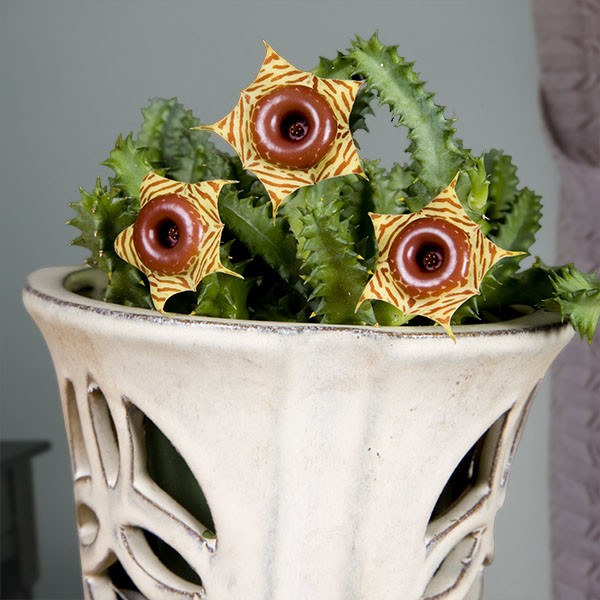 huernia-zebrina