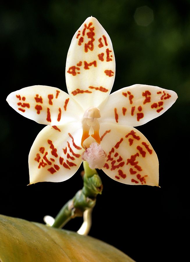 653px-phalaenopsis_hieroglyphica_orchi_008