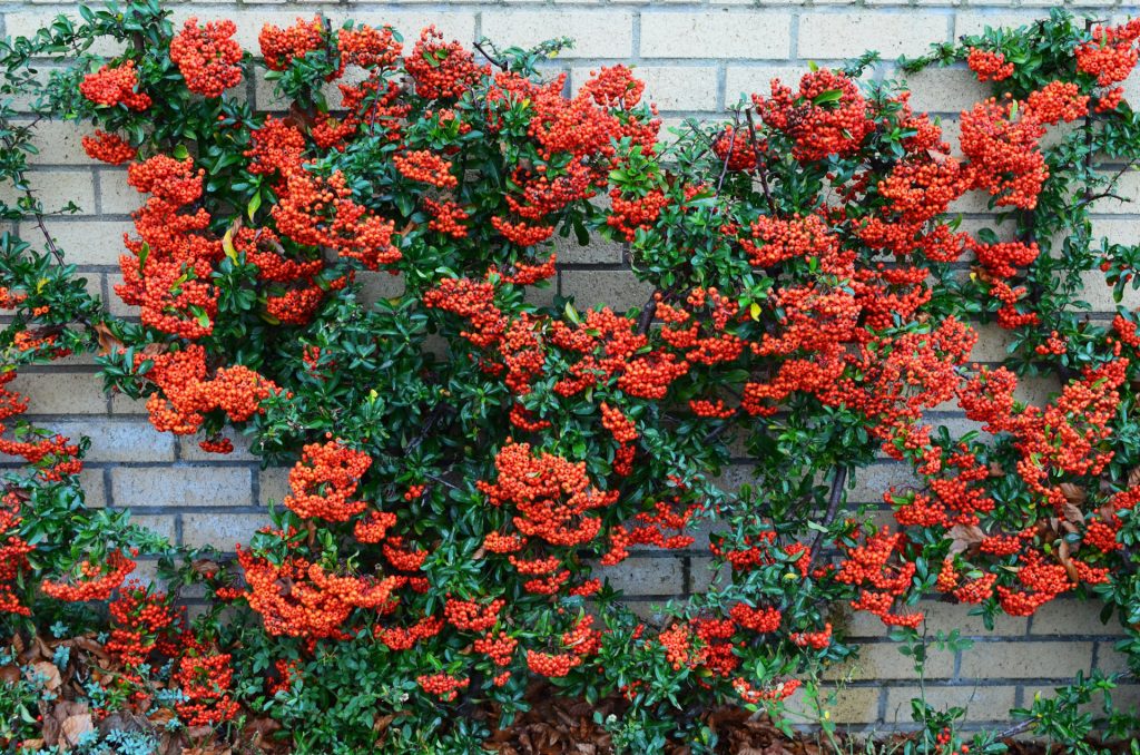 pyracantha