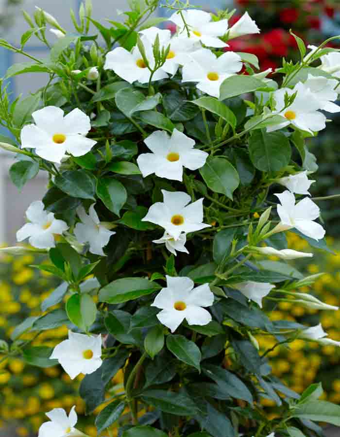 mandevilla boliviensis