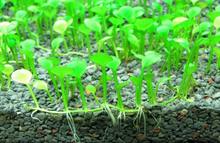 marsilea minuta0