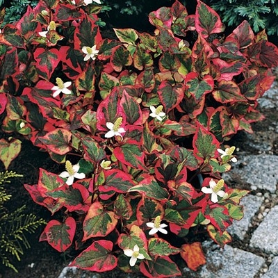 planta-camaleon-2