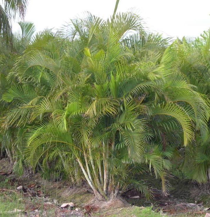 Palmeras ornamentales: La palma areca (Dypsis lutescens) Plantas
