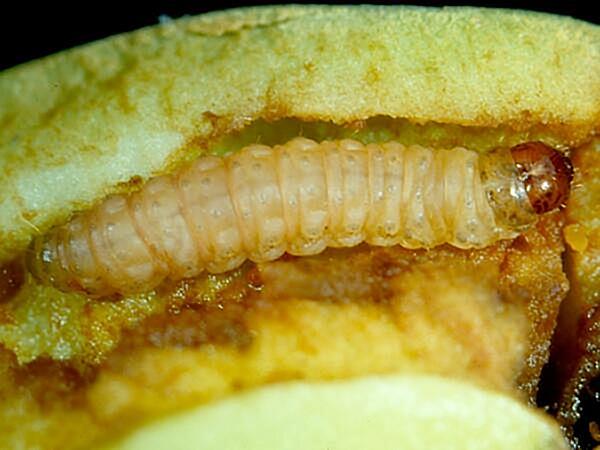 larva carpocapsa