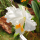 Avatar de Fiorella