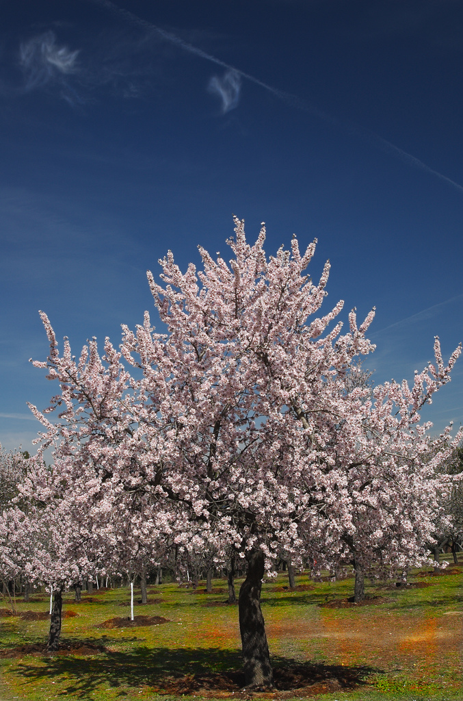 EL ALMENDRO