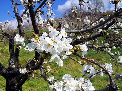 Cerezo: un árbol bello por sus flores y deliciosas frutas