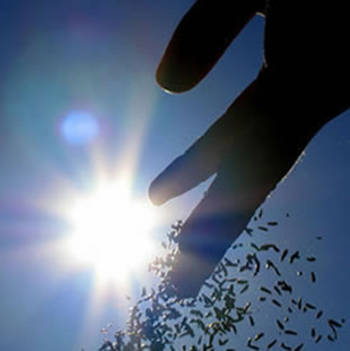 La importancia de los abonos y fertilizantes para tus plantas