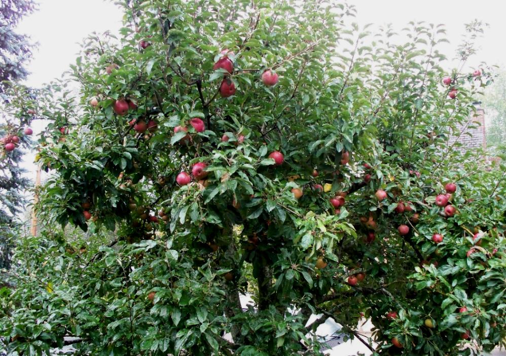 El manzano, un árbol exquisito