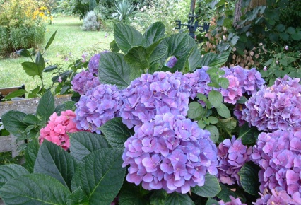 Cultivo de Hortensias rosas y azules.