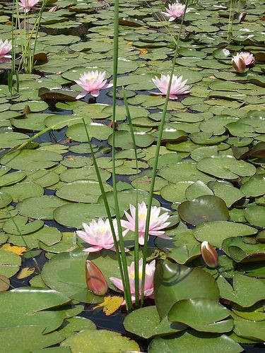 Chelín Correspondencia Doctrina Más sobre plantas acuaticas: cuidados y técnicas de cultivo Acuaticas -  Flor de Planta