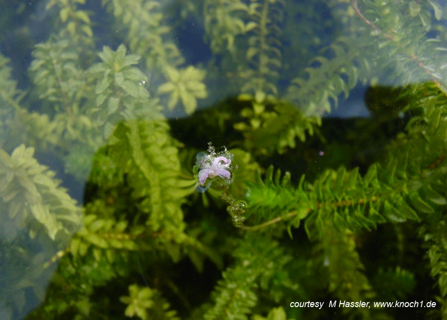 Plantas Acuaticas Caracteristicas Y Cuidados De La Elodea