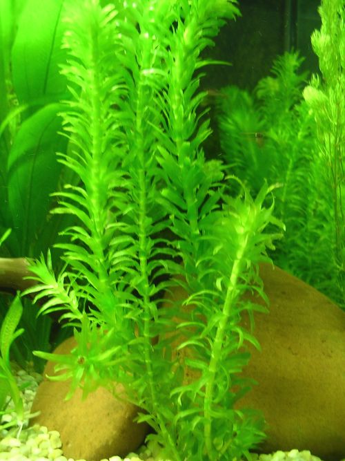 Plantas acuáticas: características y cuidados de la Elodea