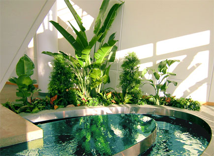 Cuidados para plantas de interior: luz, aire y suelo