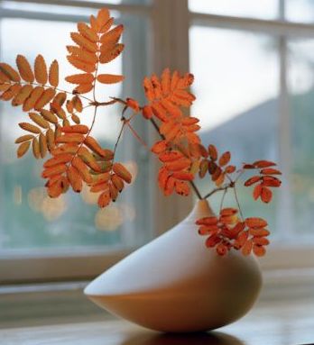 ¿Qué hacer y como cuidar las plantas en otoño?