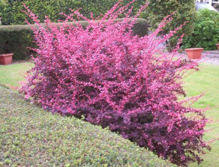 Forma de cultivo y suelo propicio para Berberis