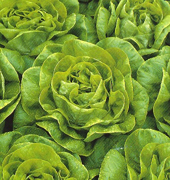 Las ultimas siembras de verano: Zanahorias, Lechugas, Rábanos y Coles.