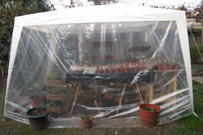 Aclimatación de las plantas de huerto bajo campanas