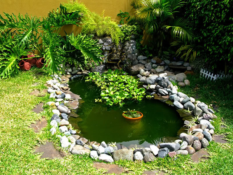 Agua verde y algas en estanques, piletas y peceras