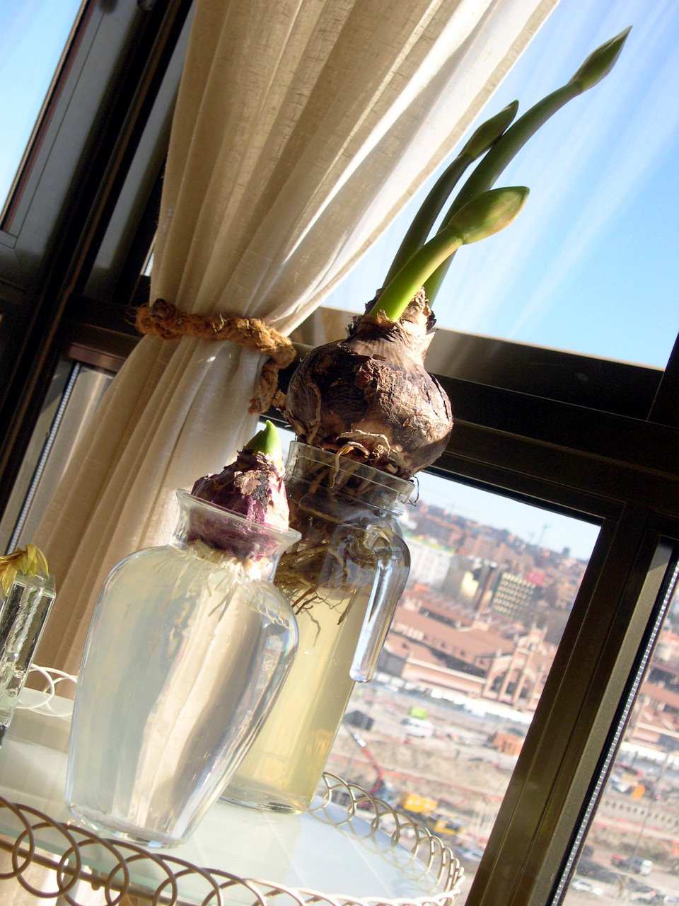 Bulbos de cultivo «forzado» para Jacintos y Amarilis