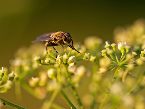 Conozca el comportamiento y ciclo vital de cada plaga para prevenirlas y combatirlas