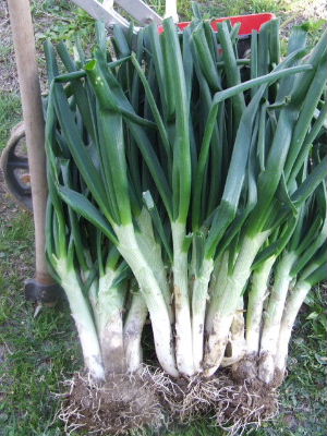 Cultivo de Narcisos y jacintos: suelo, cuidados y riego