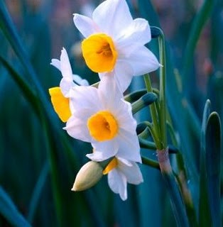 Cultivo de Narcisos y jacintos: suelo, cuidados y riego Flores, Semillas -  Flor de Planta