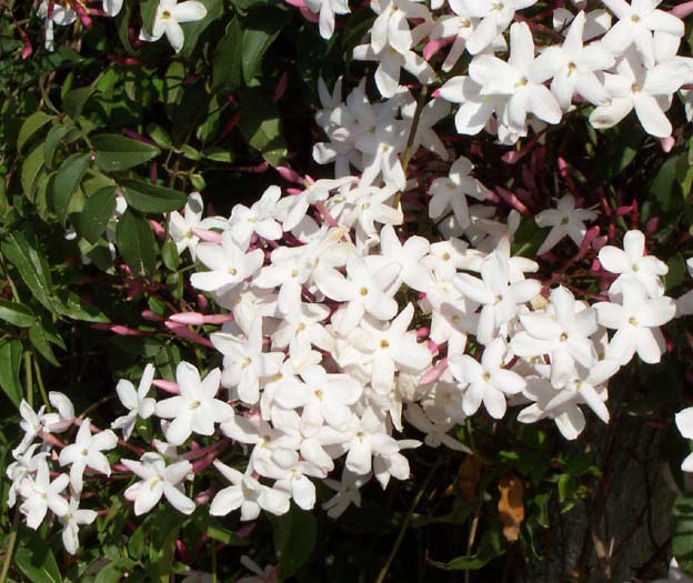 La Flor más bella, el Jazmín: cuidados y propiedades