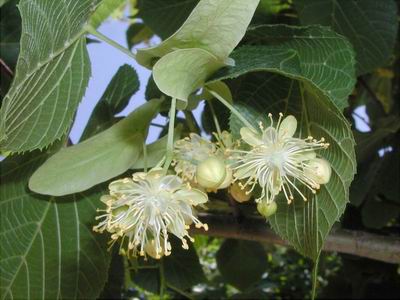 El tilo: un árbol medicinal y multifuncional Plantas Medicinales, Riego,  Semillas, Siembra - Flor de Planta