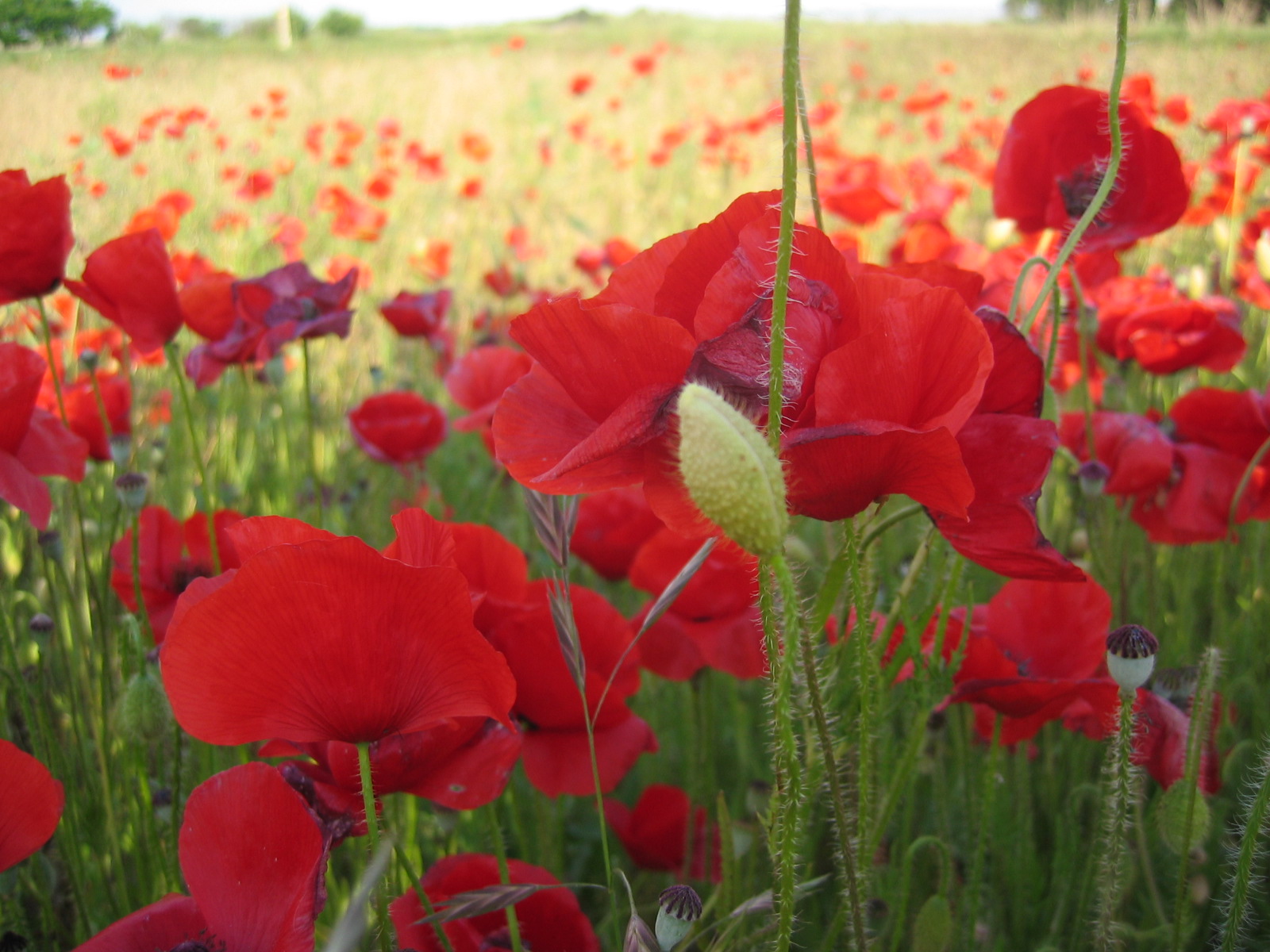 Amapolas: clima, cultivo, suelo y riego Flores, Riego, Siembra - Flor de  Planta