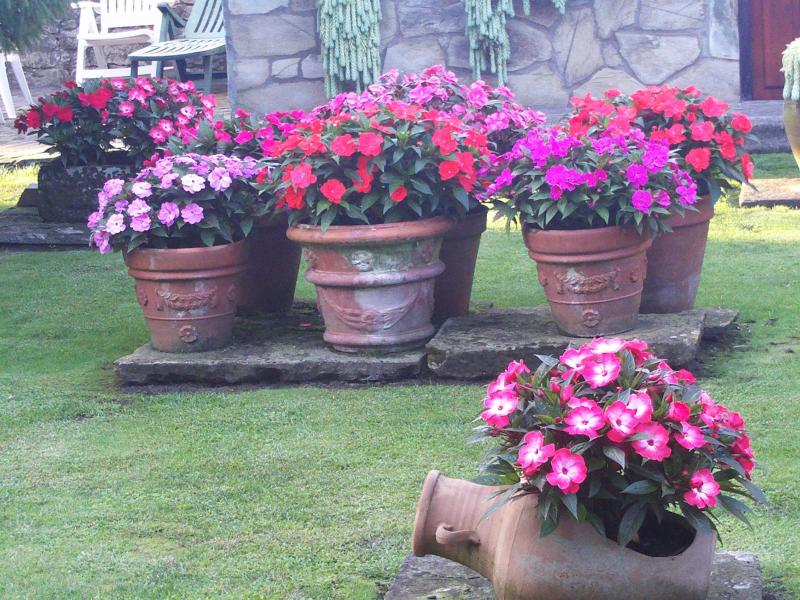 Como armar y sembrar en una maceta: tierra, profundidad y modo de hacerlo  Macetas - Flor de Planta