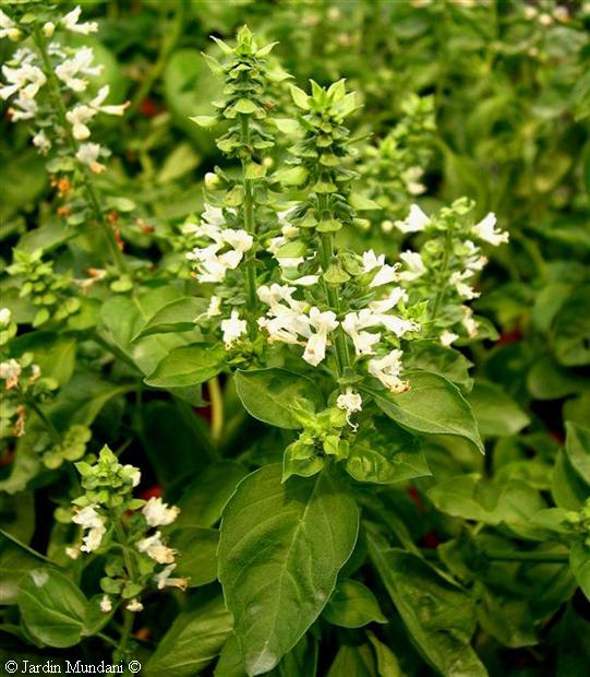 Albahaca: siembra, cuidados, riego y suelo