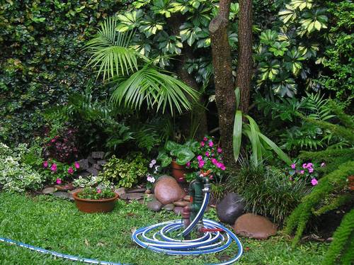 Armando tu jardín: plantas para sombra
