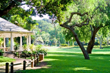 Cómo darle sombra con árboles a tu jardín