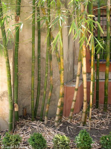 presentación cajón intercambiar Cultivo, cuidados y mantenimiento de la caña de bambú Jardin, Plantas,  Siembra - Flor de Planta