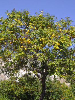 Todo sobre limoneros: cómo y dónde plantarlos. Cuidados específicos Arboles,  Frutales, Riego - Flor de Planta