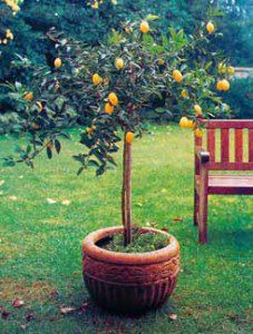 Todo sobre limoneros: cómo plantarlos. Cuidados específicos Arboles, Frutales, Riego - Flor de Planta