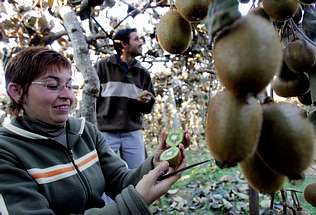 Cultivo de kiwi: cómo obtener buenas plantas en su hogar