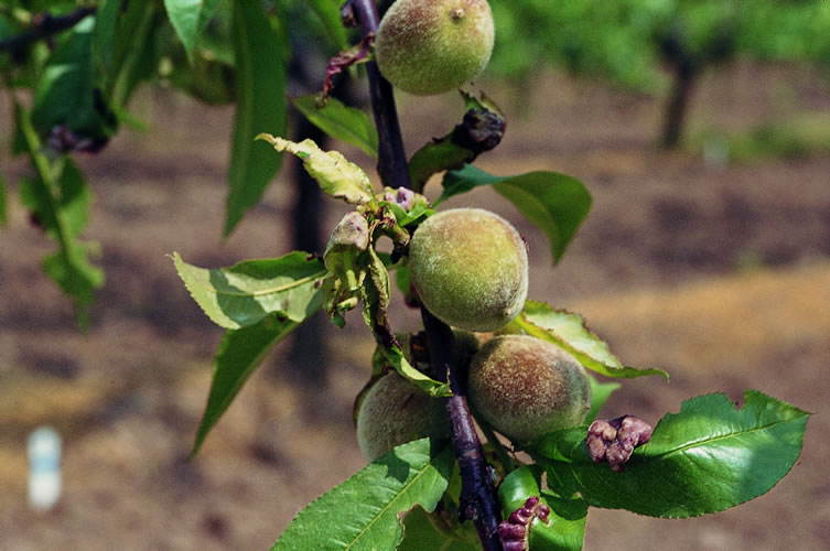 Cultivo de durazneros: el placer al alcance de la mano Frutales - Flor de  Planta