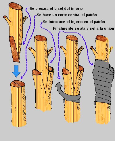 Injertos para árboles: de púa y de yema