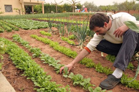 Jardinería orgánica: insecticidas caseros y orgánicos para combatir plagas sin contaminar