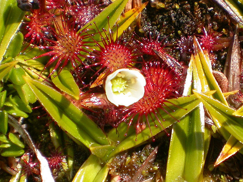 Plantas carnívoras: el más bello insecticida