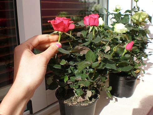 Tipos de rosas: clasificación y variedades de rosales Diseño Jardin, Flores,  Jardin - Flor de Planta