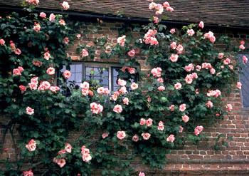 Tipos de rosas: y variedades rosales Diseño Jardin, Jardin - Flor de Planta