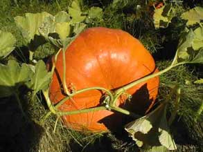Huertas caseras: el cultivo de la calabaza