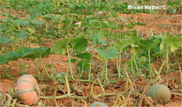 Huertas caseras: el cultivo de la calabaza Huerta - Flor de Planta